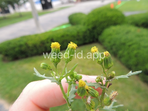 groundsel, common
